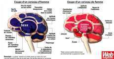 cerveau